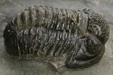 Detailed Proetid (Gerastos) Trilobite Fossil - Morocco #325844-2